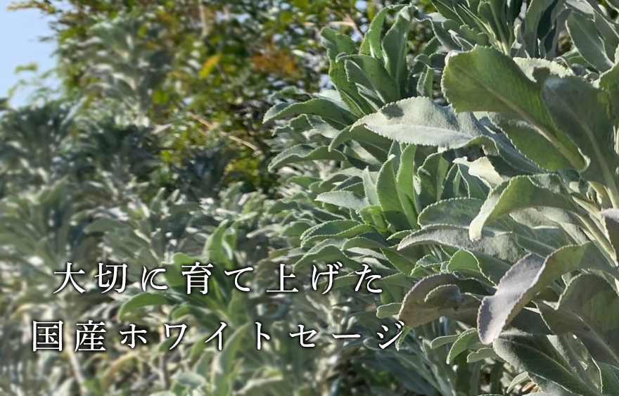 手間暇かけて育て上げた純国産ホワイトセージキュア（Japanese White Sage cure）（セイジ・seiji・ヤクヨウサルビア・ハーブ・Salvia）
