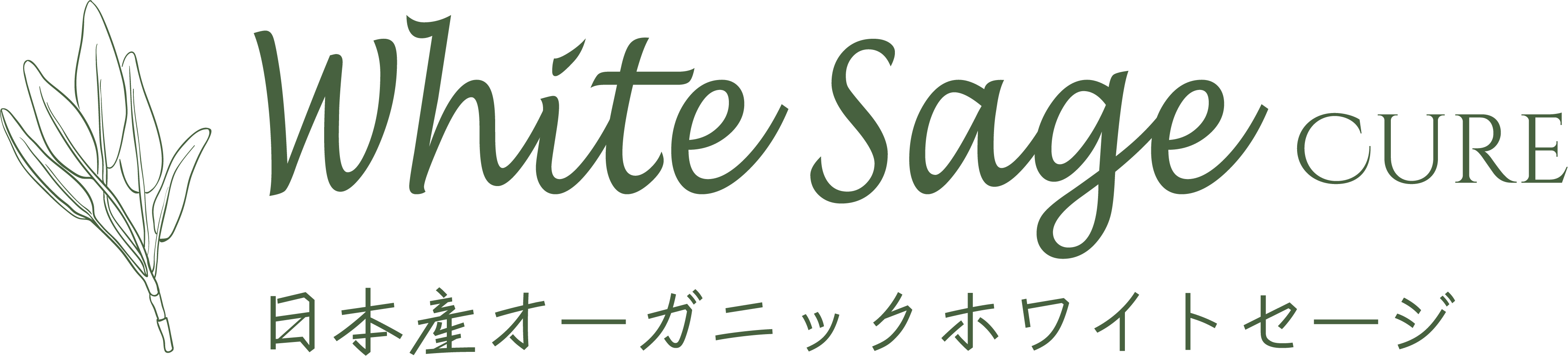 日本産ホワイトセージキュア（Japanese White Sage cure）（セイジ・seiji・ヤクヨウサルビア・ハーブ・Salvia）