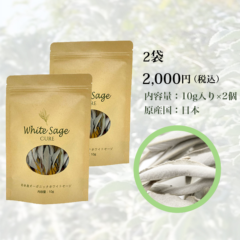 日本産ホワイトセージキュア（Japanese White Sage cure）（セイジ・seiji・ヤクヨウサルビア・ハーブ・Salvia）2個
